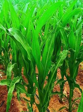 服務(wù)領(lǐng)域